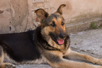 photograph of a happy pet