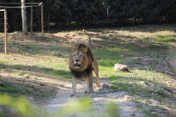 Closeup photography of a lion