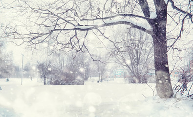 Winter forest landscape. Tall trees under snow cover. January frosty day in the park.