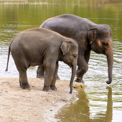 Fototapeta premium Asian elephant in the zoo bathing in the water