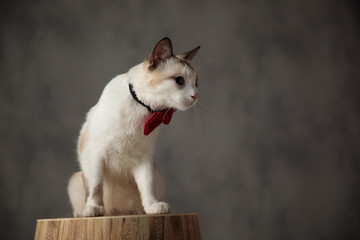 metis cat with red bowtie sitting and preparing for attack