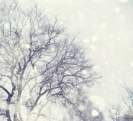 Winter forest landscape. Tall trees under snow cover. January frosty day in the park.