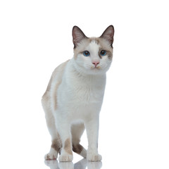 metis cat with white fur standing and looking away