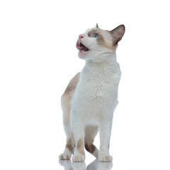 metis cat with white fur standing and licking mouth