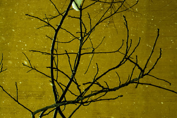 Photo of bright tender offshoot of a tree growing