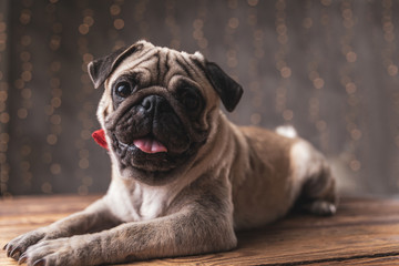 pug dog wearing  bowtie lying down and staring at camera