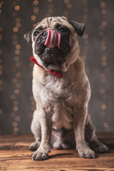 pug dog wearing red bowtie sitting and craving for food