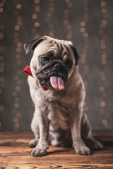pug dog sitting and sticking out his tongue with disappointment