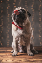 happy pug dog wearing red bowtie sitting and licking mouth