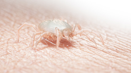3d rendered medically accurate illustration of a tick larva