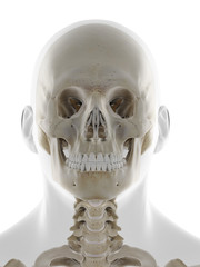3d rendered medically accurate illustration of the frontal view of the skull