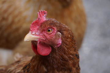 chicken looking camera