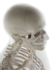 3d rendered medically accurate illustration of the human skull