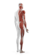 3d rendered medically accurate illustration of the male muscular system