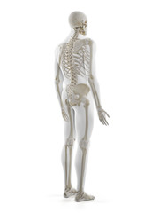 Fototapeta premium 3d rendered medically accurate illustration of the human skeleton