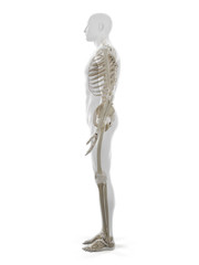 3d rendered medically accurate illustration of the human skeleton