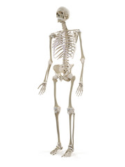 3d rendered medically accurate illustration of the human skeleton