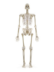 3d rendered medically accurate illustration of the human skeleton