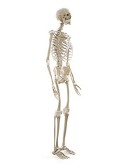 3d rendered medically accurate illustration of the human skeleton