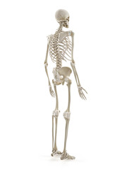 3d rendered medically accurate illustration of the human skeleton