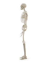 3d rendered medically accurate illustration of the human skeleton
