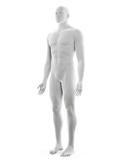 3d rendered medically accurate illustration of the male body