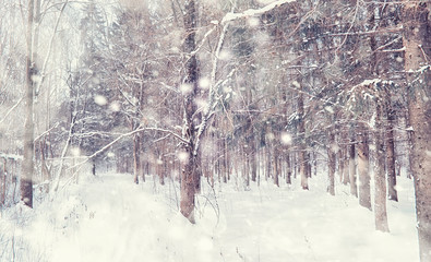 Winter forest landscape. Tall trees under snow cover. January frosty day in the park.