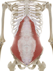 3d rendered medically accurate illustration of the transversus abdominis