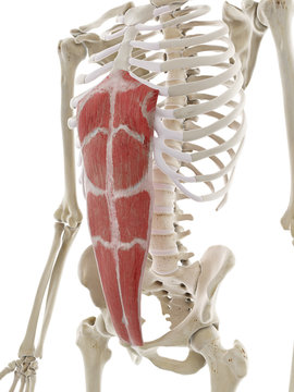 3d rendered medically accurate illustration of the rectus abdominis