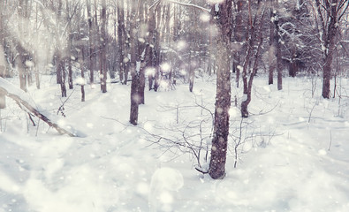 Winter forest landscape. Tall trees under snow cover. January frosty day in the park.