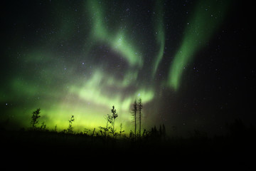 Northern lights over forestscape and dead trees in the night
