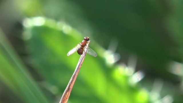 Phoridae are family of small, humpbacked flies resembling fruit flies, sits on stem of grass and moves cleans its wings