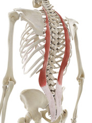 3d rendered medically accurate illustration of the iliocostalis muscle