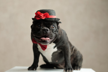 french bulldog wearing hat sitting and looking away
