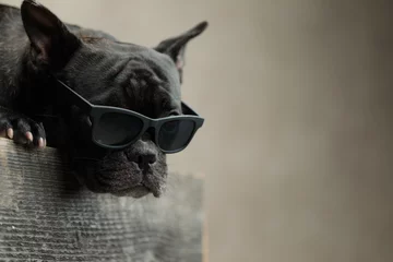 Fototapete Tieren Französische Bulldogge trägt eine Sonnenbrille, die sich hinlegt und nach vorne schaut