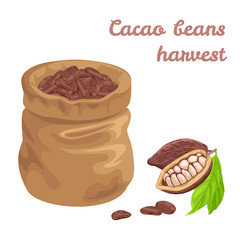 Cocoa beans in bag isolated on white background.  Vector illustration of cacao beans, chocolate beans in cartoon simple flat style. 