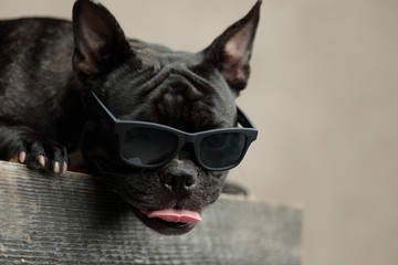 french bulldog wearing sunglasses lying down with tongue exposed