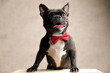 french bulldog wearing red bowtie standing and looking away