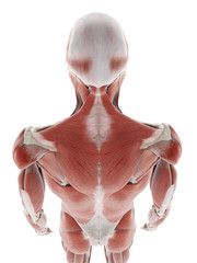 3d rendered medically accurate illustration of the muscles of the back