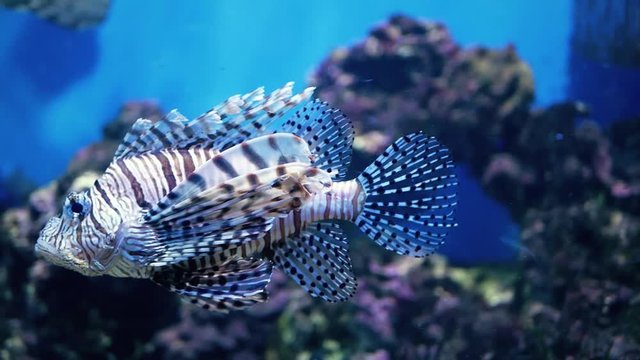 Red lionfish swimming. Scuba diving adventure underwater with tropical lion fish. Lionfish in the aquarium