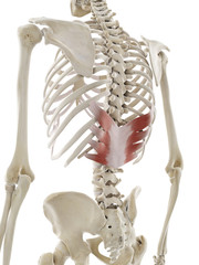 3d rendered medically accurate illustration of the serratus posterior inferior