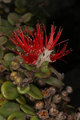 Naklejka na ściany i meble Endemic Hawaiian myrtle shrub with beautiful red flowers on a black background