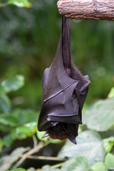 Malaya Flugfuchs