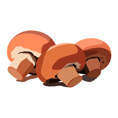mushrooms realistic vector illustration isolated