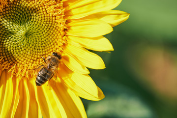 macro of a bee while collecting pollen in a sunflower on a sunny day