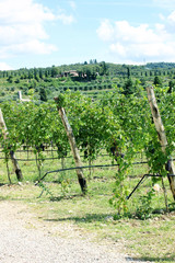 Fototapeta na wymiar Green vineyard on Lake Garda