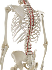 3d rendered medically accurate illustration of rotatores muscles