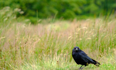 A common raven (Corvus corax), genus Corvus, or northern raven, all-black passerine bird.