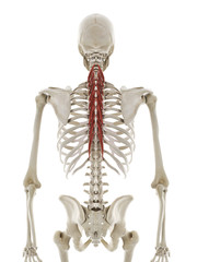 3d rendered medically accurate illustration of the semispinalis thoracis