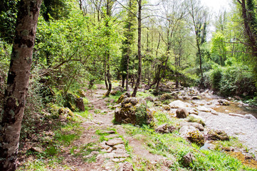 The path to the mountaintop along the woodland brook